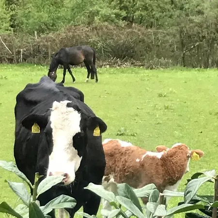 Bed & Breakfast Bij Zelle