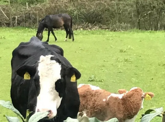 Bed & Breakfast Bij Zelle